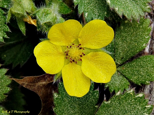 {Potentilla canadensis}